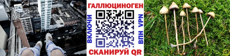 Псилоцибиновые грибы GOLDEN TEACHER  как найти закладки  blacksprut   Сковородино 